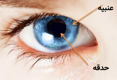 عنبیه چیست؟